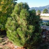 Big Tuna Mugo Pine